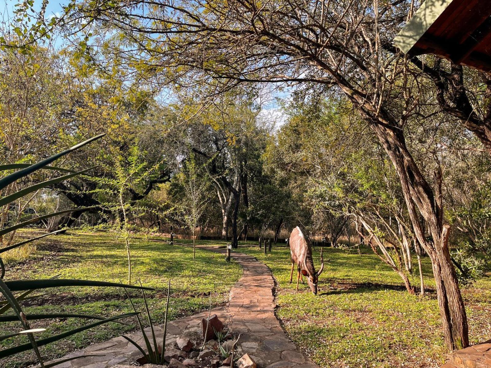 Mbuluzi Game Reserve Simunye Oda fotoğraf