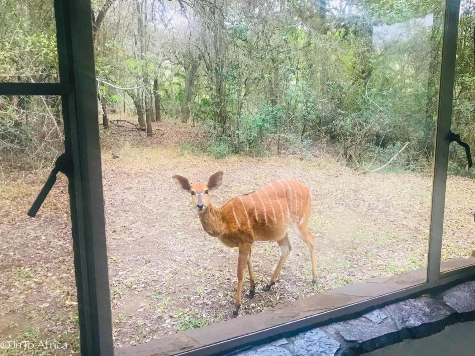 Mbuluzi Game Reserve Simunye Oda fotoğraf